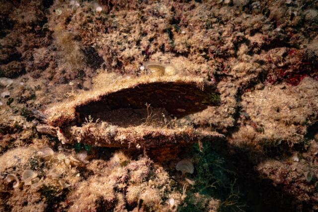 Un spécimen de Pinna nobilis, observé par Greenpeace Italie lors d’une expédition en mer - Canicules marines la Méditerranée en ébullition