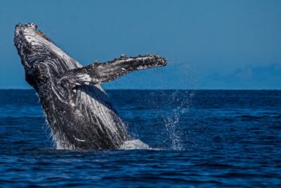 Humpback Whale, Great Barrier Reef