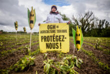 Non aux OGM masqués !