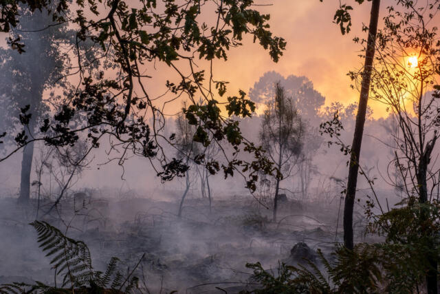 Climate Emergency in France: Forest Fires in Gironde.