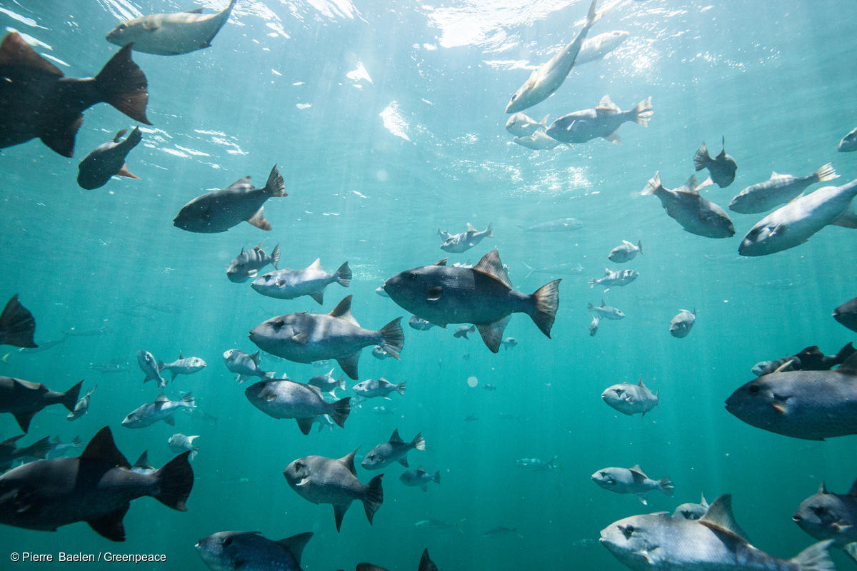 L'océan, indispensable à la vie sur notre planète