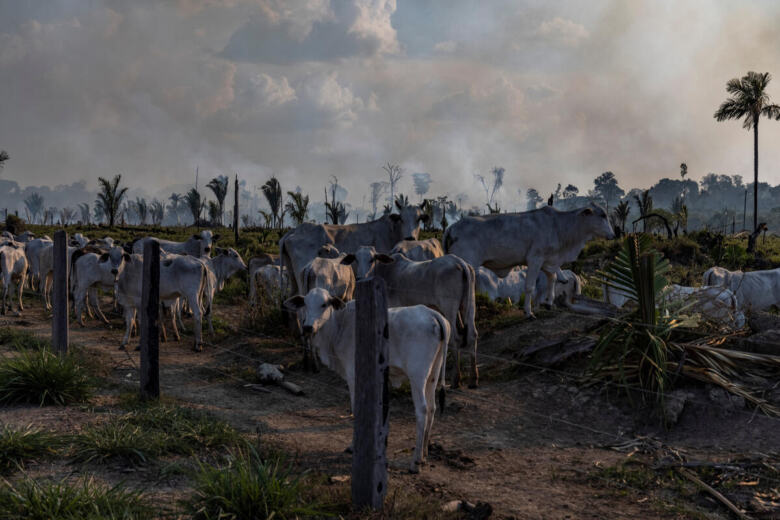 Fire Monitoring in the Amazon in Brazil in September, 2021.