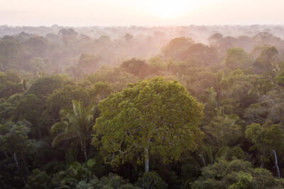10 raisons d’agir pour l’Amazonie