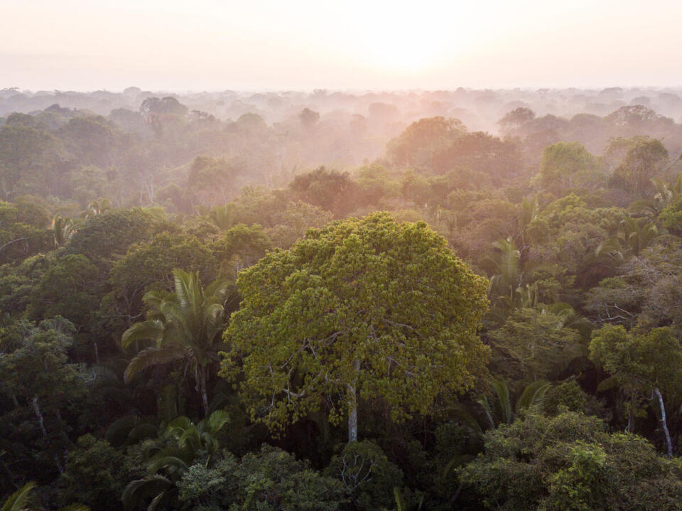 L’Amazonie n’est pas seulement la plus grande forêt tropicale de la planète. Elle abrite depuis des millénaires des peuples autochtones, qui ont résisté aux invasions coloniales pour préserver leur territoire. C’est aussi un écosystème essentiel à la vie, où la nature s’épanouit avec une grande diversité de plantes et d’animaux, dont beaucoup restent encore inconnus aujourd’hui.
Aussi irremplaçable soit-elle, la forêt amazonienne n’en reste pas moins extrêmement fragile.

Voici dix faits fascinants qui vous inciteront à agir en faveur de l’Amazonie :