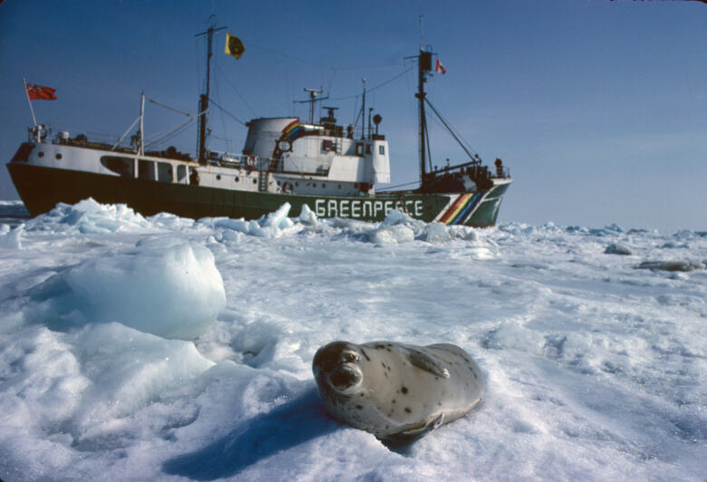Adult Harp Seal and Rainbow Warrior in Canada.