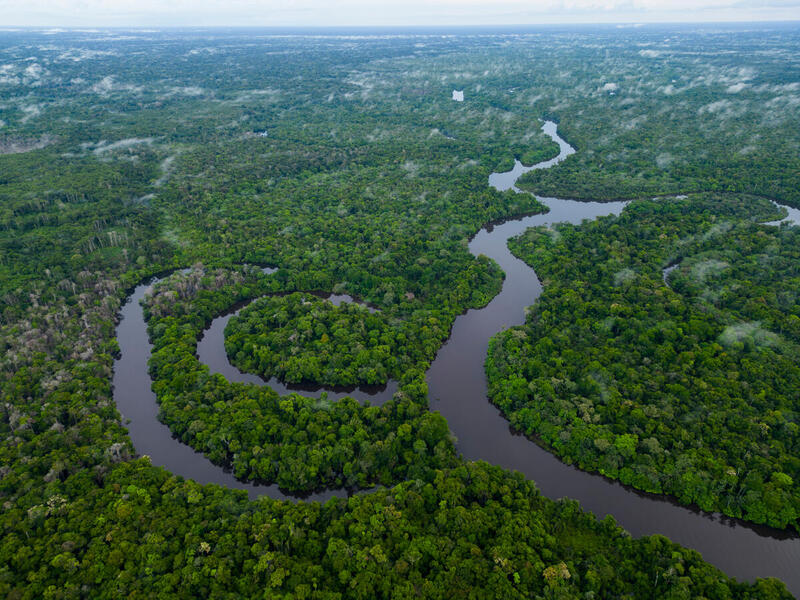 L'Amazonie toujours plus menacée : il est urgent d'agir pour la défense de