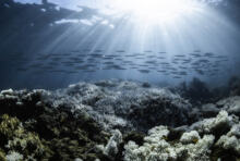 Vente aux enchères caritative : des œuvres d’art pour les océans