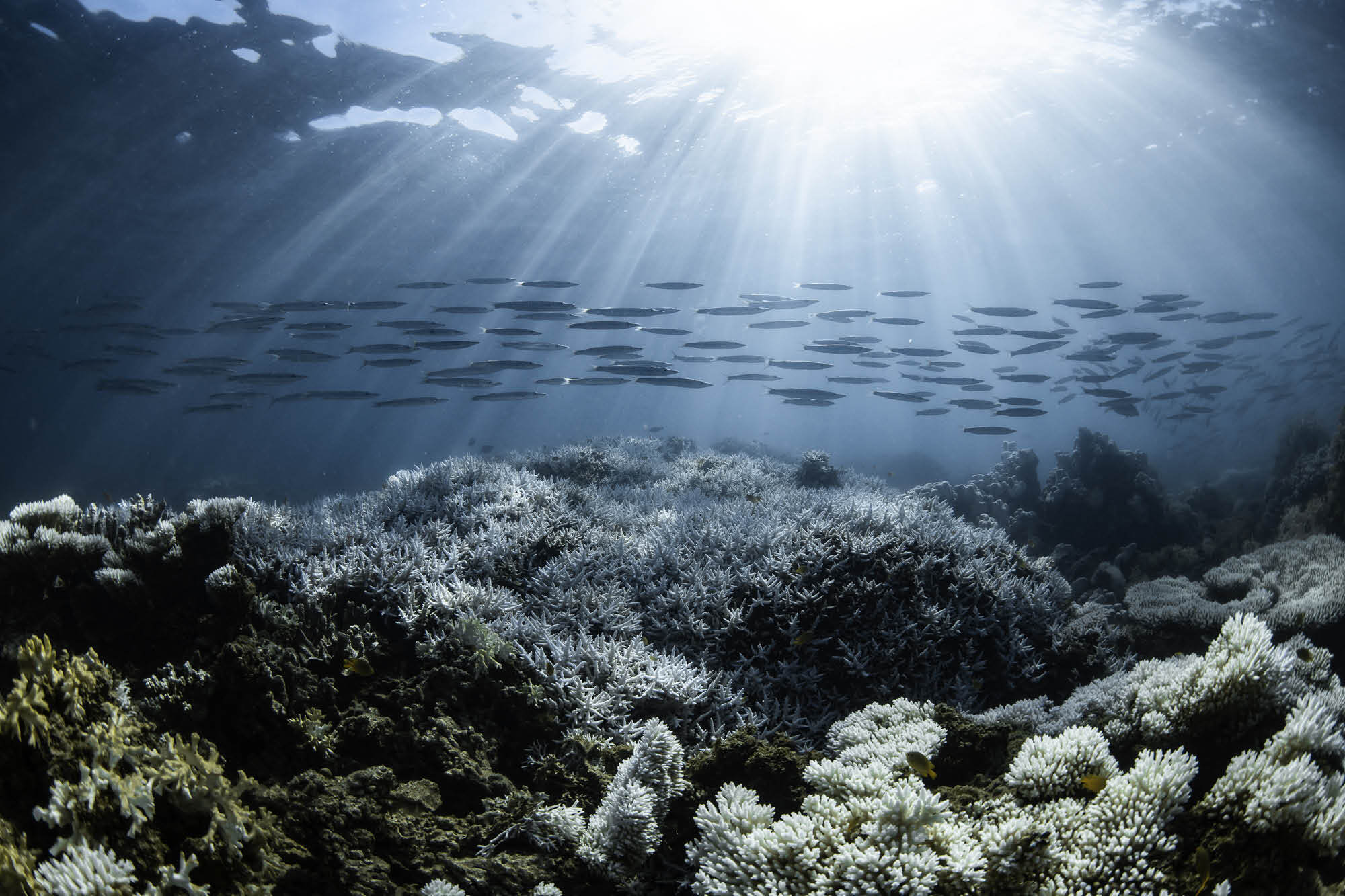 Vente aux enchères caritative : des œuvres d’art pour les océans
