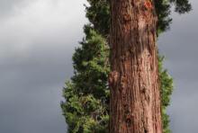 Sauvegardons deux séquoias 🌲🌲 quelques dizaines autres arbres et des espèces protégées ! 🦇