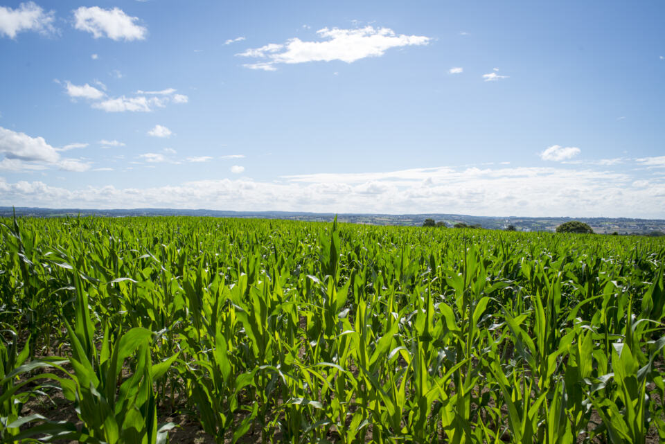 Comment mieux produire et se nourrir sans nuire à l’environnement&nbsp;?